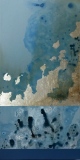 CYANOPHYCÉE, 30x60 cm, 2017 - EMPREINTE - NATURE